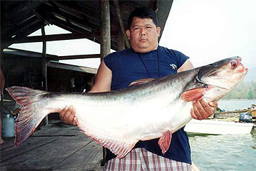 1855_J. F. Helias_Striped Catfish_Pangasianodon hypophthalmus.jpg